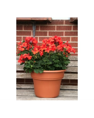Ginormous Geraniums