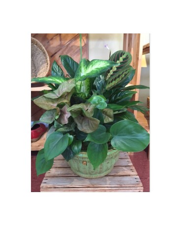 Standard Dish Garden
