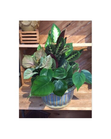 Deluxe (MEDIUM) Dish Garden