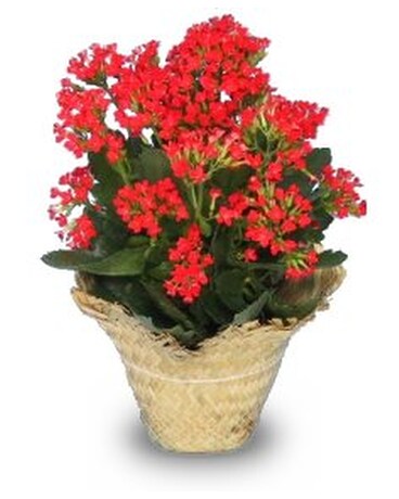 Flowering Kalanchoe Flower Arrangement