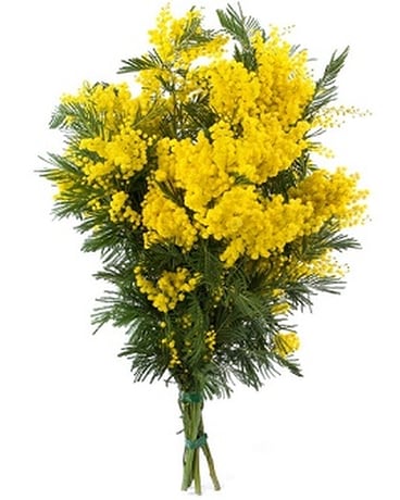 Pretty Mimosa Bouquet Flower Arrangement