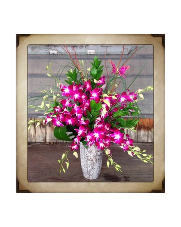Burst of Orchids