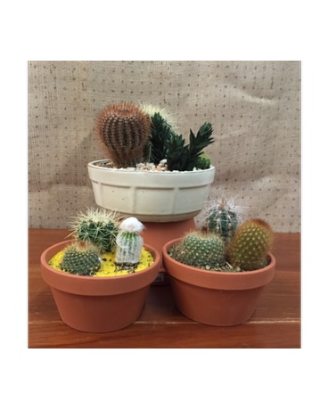 Cactus Dish Garden