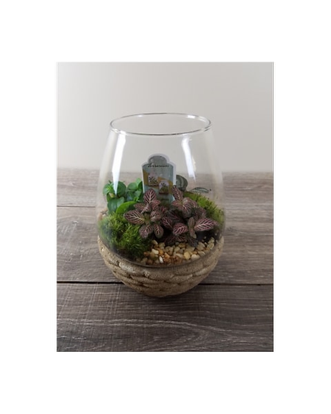 Terrarium in Amelia OH - Amelia Florist Wine & Gift Shop