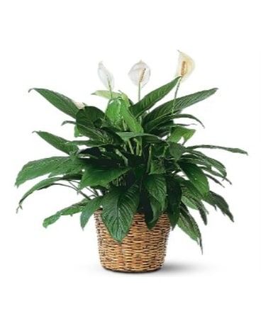 House Plant / Peace Lily