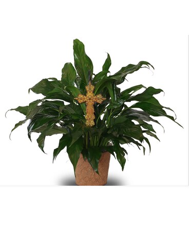 Divine Peace Lily