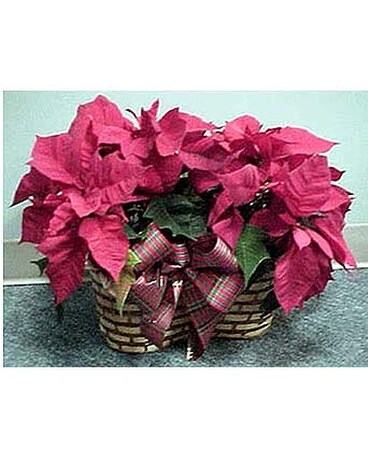 Double Poinsettia