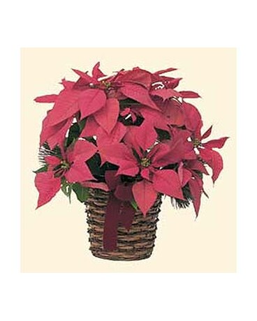 Poinsettia Basket