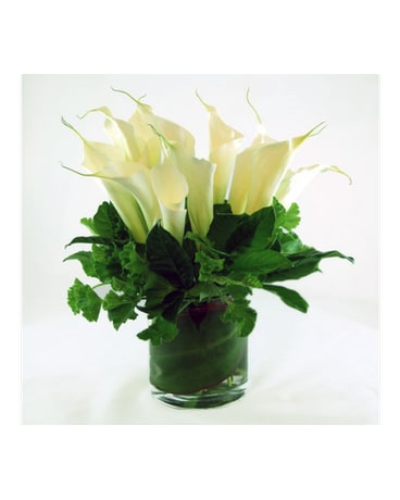 Calla Lily Excellence