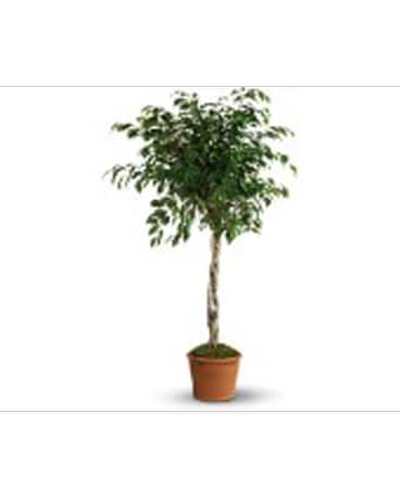 Towering Ficus