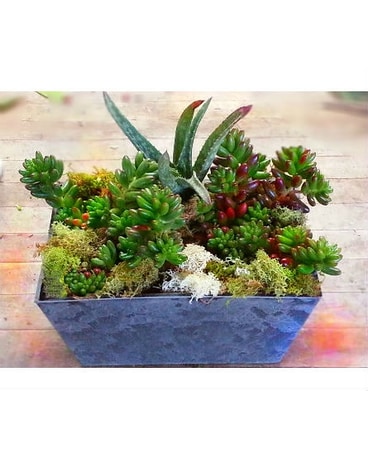 Dish Garden