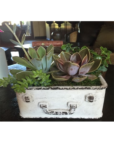 Succulents by Fedorenko