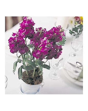 Celebration Flowers