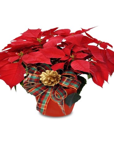 Poinsettia Plants by Hoogasian Flowers