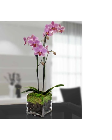 Modern Orchid Plant by Hoogasian HC5158