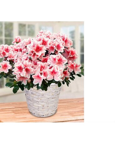 Azalea Plant by Hoogasian Flowers HC5159