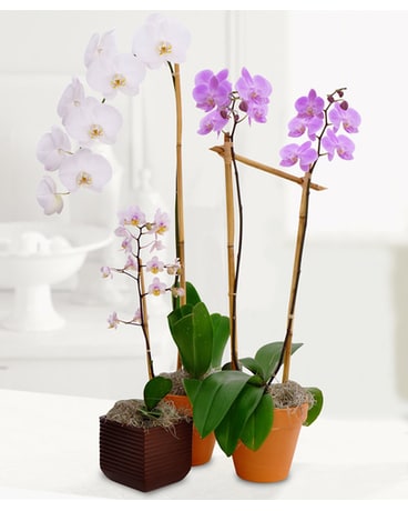 How to Choose Orchids 