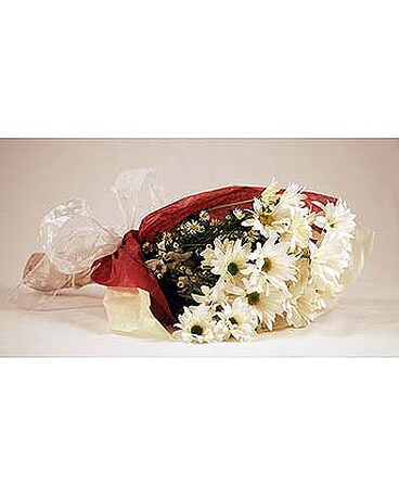 White-Daises-Wrap