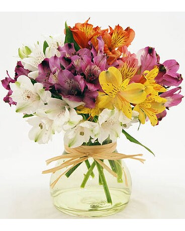 Mixed-Colorful-Alstroemeria-Red-White-Pink-Yellow-