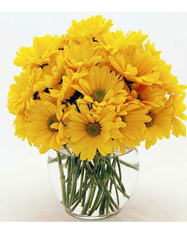 Yellow-Daisies