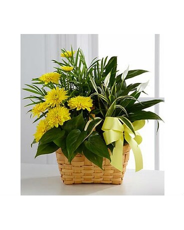 The FTD® Loving Light™ Dishgarden