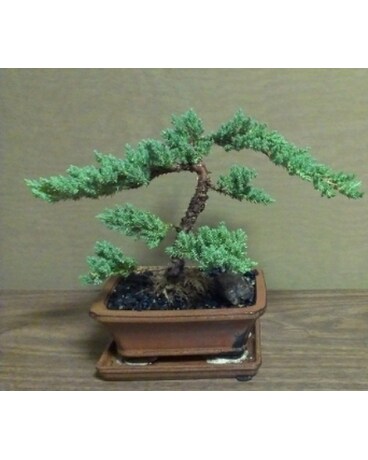 Plants Delivery North York On Secret Garden Quick View Bonsai Plant