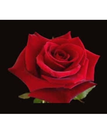 Dozen Long Stem Red Roses with Clear Wrapping
