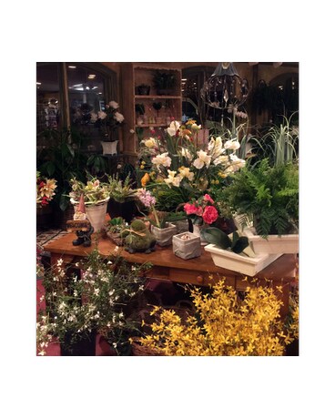 Our Shop