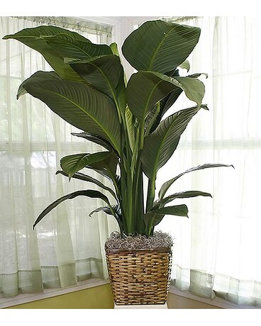 8 Inch Spath Wicker Basket
