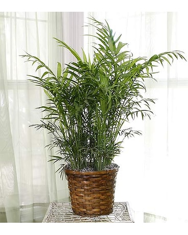 8 Inch Palm