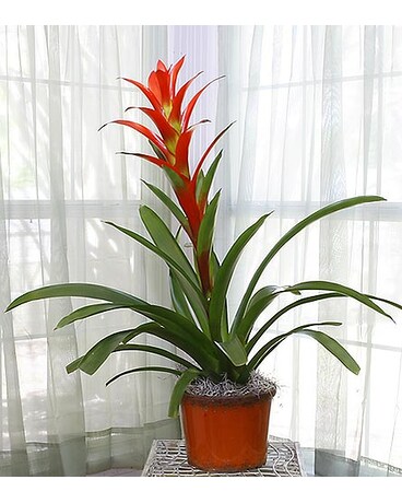 6 Inch Bromeliad