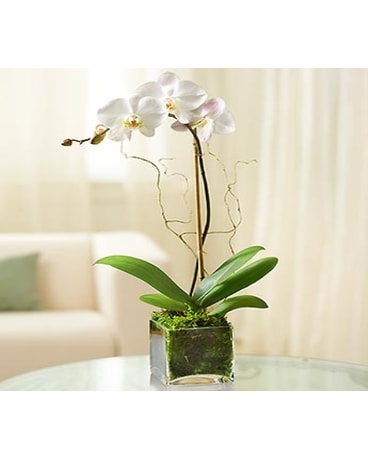 PHALAENOPSIS ORCHID