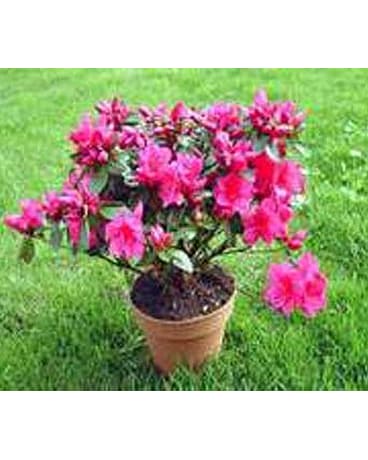 Outdoor Plants And Shrubs Delivery New Britain Ct Weber S Outdoor Plants And Shrubs Delivery New Britain Ct Weber S
