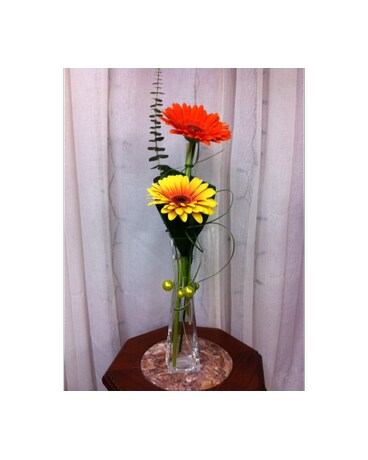 Vibrant gerbera