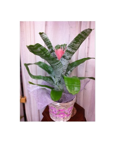 Bromeliad