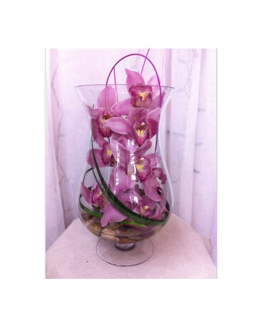 Zensational Orchid