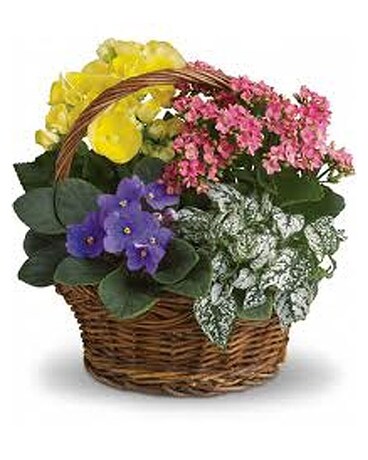 Spring Blooming Plant Basket