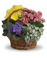 Price \ Prix size,  inches height and  inches wide.