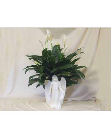 Angel Planter with Peace Lily