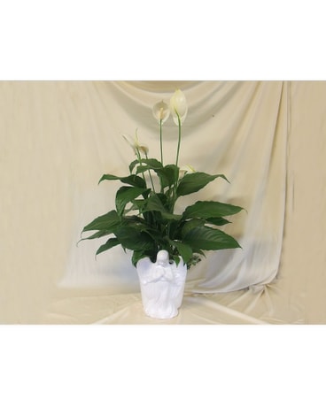 Angel Planter with Peace Lily