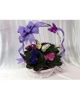 Three violets in a smaller basket size,  inches height and  inches wide.