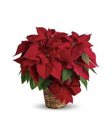H237 Flower Arrangement