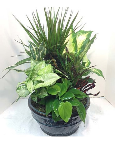 Large Dish Garden