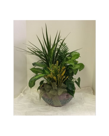 Medium Dish Garden Flower Arrangement