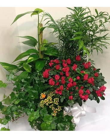Grande Plant Basket Flower Arrangement