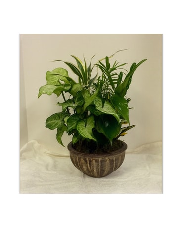 Small Dish Garden