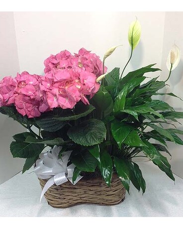Peanut basket of Plants