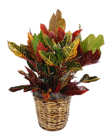Croton Plant (Local delivery only)