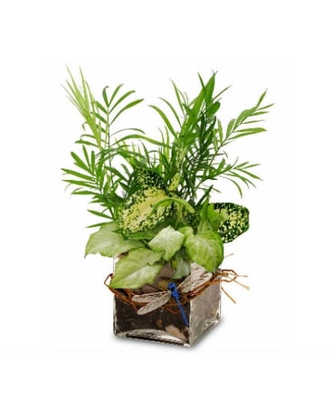 Desktop Garden