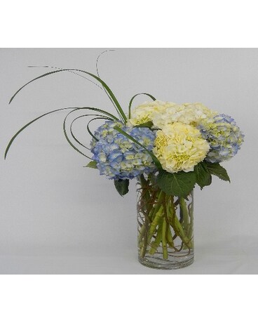 Billowing Hydrangea Blossoms